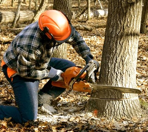 Tree Removal in Wyoming, WV